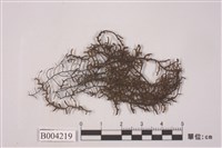 藏品(日本全缘耳葉蘚)的圖片